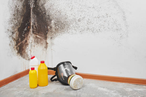 Best Mold Removal and Inspection  in Madisonville, TN