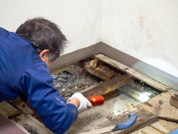 Best Attic Mold Removal  in Madisonville, TN