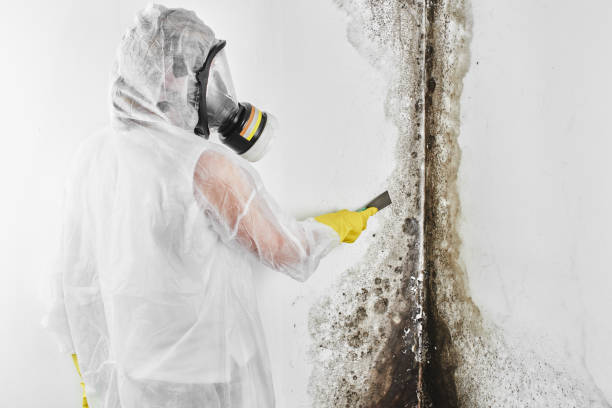 Best Emergency Mold Removal  in Madisonville, TN