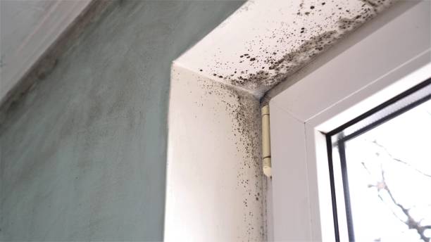 Best Commercial Mold Removal  in Madisonville, TN