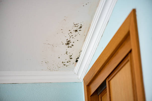 Best Same-Day Mold Removal  in Madisonville, TN