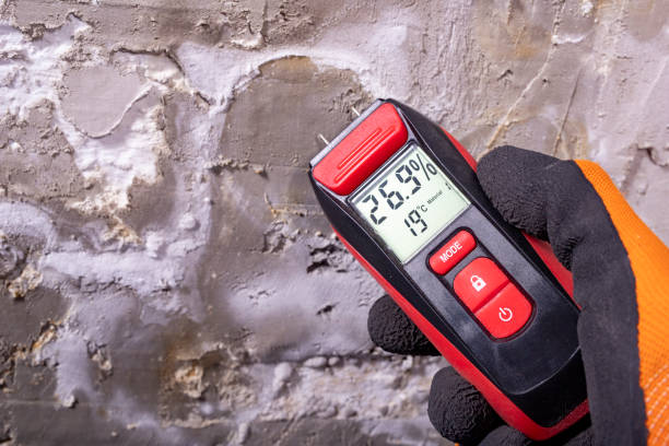 Best Mold Damage Repair  in Madisonville, TN