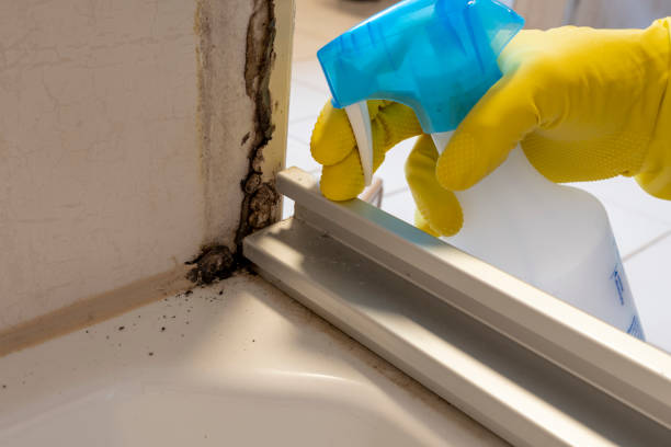 Best Local Mold Removal Service  in Madisonville, TN