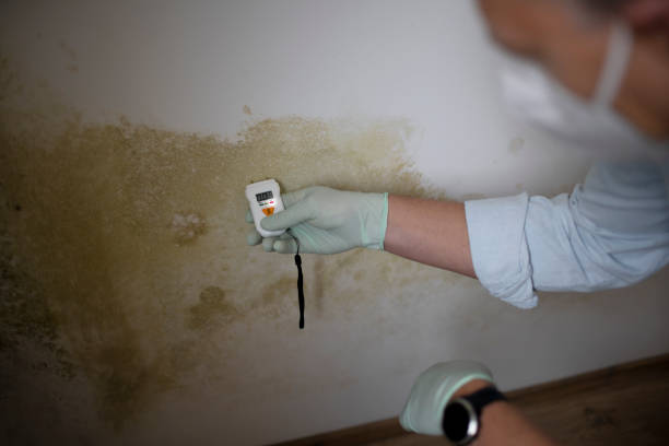 Best Mold Removal Process  in Madisonville, TN