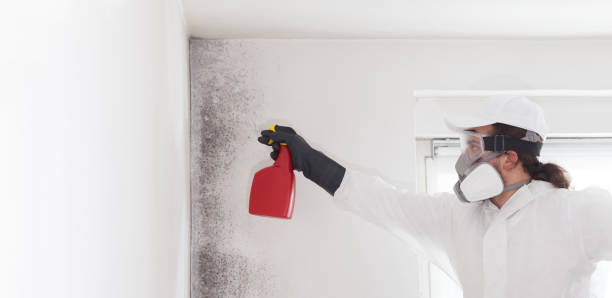 Best Professional Mold Removal  in Madisonville, TN