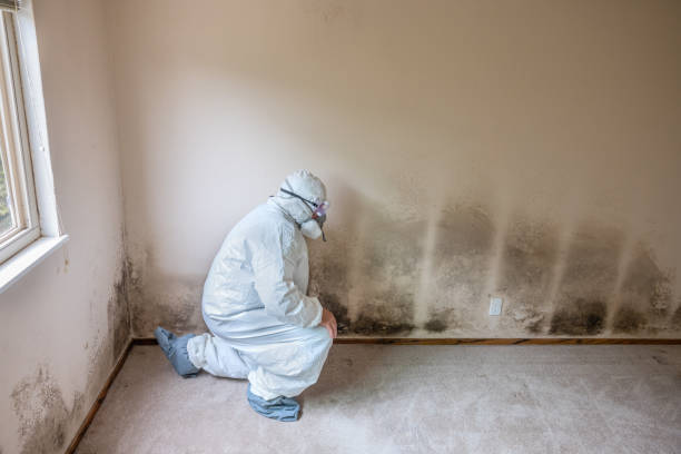 Best Certified Mold Removal  in Madisonville, TN