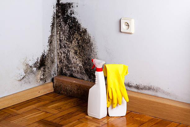 Best Mold Remediation Experts  in Madisonville, TN