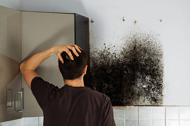 Best Home Mold Removal  in Madisonville, TN