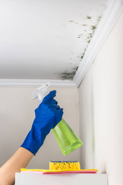 Best Residential Mold Removal  in Madisonville, TN